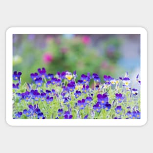 Little Purple Pansies Cottage Garden Sticker